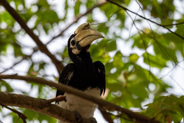 The oriental pied hornbill, Anthracoceros albirostris is an Indo Malayan pied hornbill, a large canopy dwelling bird belonging to the family Bucerotidae