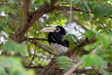 The oriental pied hornbill, Anthracoceros albirostris is an Indo Malayan pied hornbill, a large...