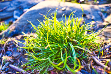 A vibrant green clump of grass basks in the warm glow of sunlight, with blurred rocks and natural...