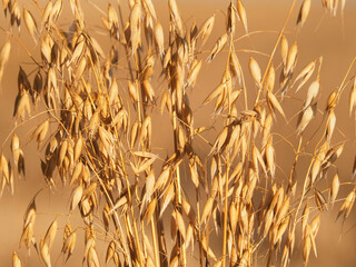 Ripe oat ears on a crop field in summer