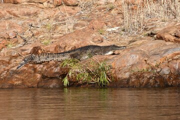 A freshwater crocodile is basking on a rocky bank beside a river in the Northern Territory, Australia. He is seen in profile. Some dried grasses are on the bank.