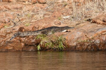 A freshwater crocodile is basking on a rocky bank beside a river in the Northern Territory,...