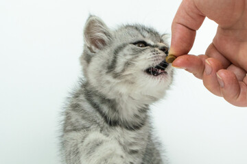Woman's hand holds out dry food to kitten. Little cute Scottish Straight kitten on white background with copy space.