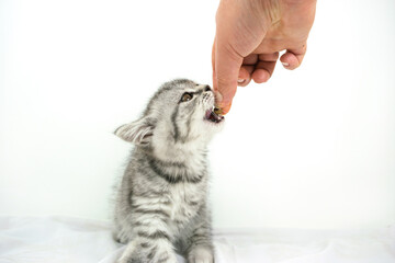 Woman's hand holds out dry food to kitten. Little cute Scottish Straight kitten on white background with copy space.