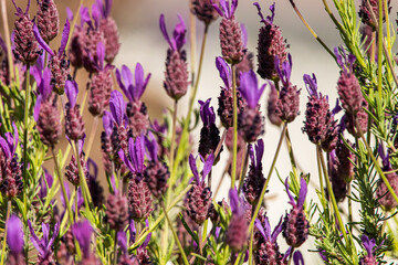 nahaufnahme von lavendel im wind