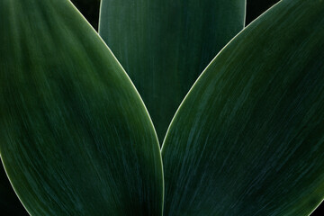 Macro photography of green plant. Close-up of part of three foxtail agave leaves with soft green...