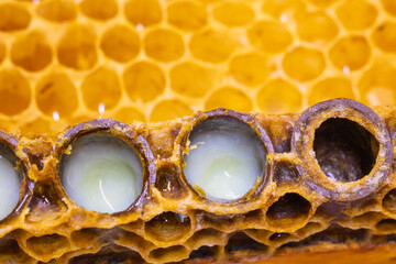 Organic Royal jelly production. Royal jellies in the bee queen cells in focus. - obrazy, fototapety, plakaty