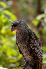 The barred eagle owl, Ketupa sumatrana, also called the Malay eagle owl, is a species of eagle owl in the family Strigidae.