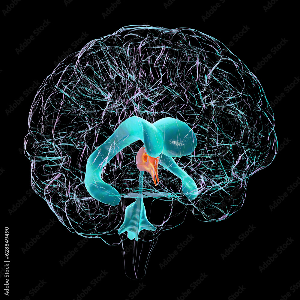 Canvas Prints A 3D scientific illustration showcasing the third brain ventricle