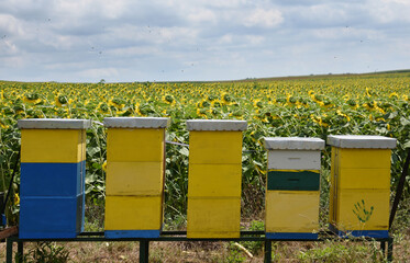 Hives in sunflower field during sunny summer day 