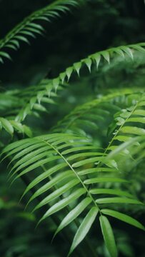 Fern leaves in the rainforest vertical video. Green plants during the day.