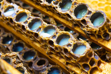 Macroview of bee queen cells full with royal jelly in focus.