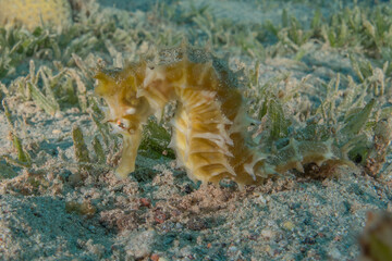 Sea ​​horse in the Red Sea Colorful and beautiful, Eilat Israel
