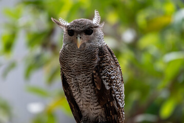 The barred eagle owl, Ketupa sumatrana, also called the Malay eagle owl, is a species of eagle owl in the family Strigidae.