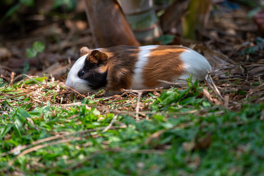 The guinea pig or domestic guinea pig, Cavia porcellus, also known as the cavy or domestic cavy, is a species of rodent belonging to the genus Cavia in the family Caviidae
