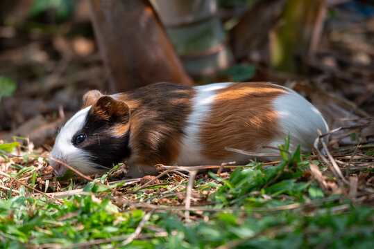 The guinea pig or domestic guinea pig, Cavia porcellus, also known as the cavy or domestic cavy, is a species of rodent belonging to the genus Cavia in the family Caviidae