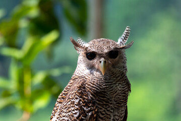 The barred eagle owl, Ketupa sumatrana, also called the Malay eagle owl, is a species of eagle owl in the family Strigidae.