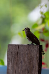 The yellow vented bulbul, Pycnonotus goiavier, or eastern yellow vented bulbul, is a member of the bulbul family of passerine birds