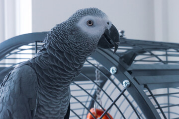A beautiful animal portrait of a pet African Grey Parrot