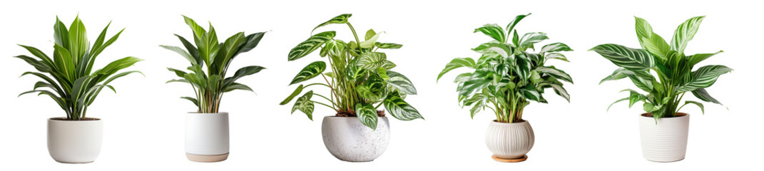 Group of Potted Plants isolated on transparent background