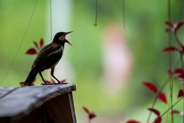 Sturnus contra, The Indian pied myna or Gracupica contra is a species of starling  - obrazy, fototapety, plakaty