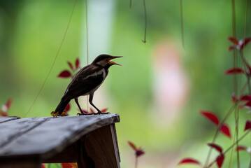Sturnus contra, The Indian pied myna or Gracupica contra is a species of starling  - obrazy, fototapety, plakaty