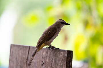 The yellow vented bulbul, Pycnonotus goiavier, or eastern yellow vented bulbul, is a member of the bulbul family of passerine birds