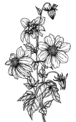 Vector illustration of a bush of dahlia flowers in the style of engraving