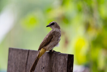 The yellow vented bulbul, Pycnonotus goiavier, or eastern yellow vented bulbul, is a member of the bulbul family of passerine birds