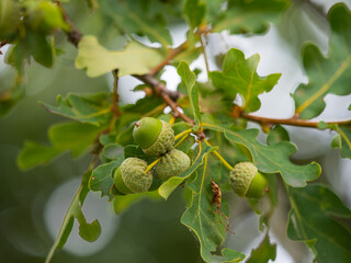 An einen  kleinen Ast der Stieleiche (Quercus robur) hängen mehrere Eicheln.