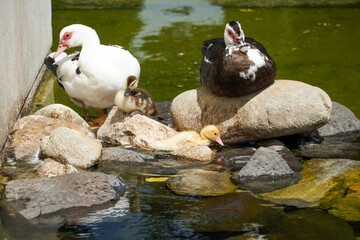 Muscovy duck bird in city park. High quality photo