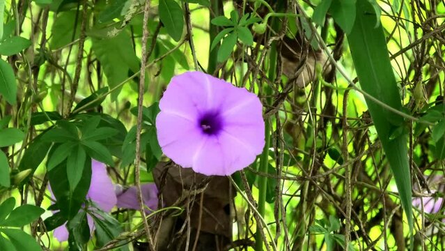 Beautiful violet flower in the garden