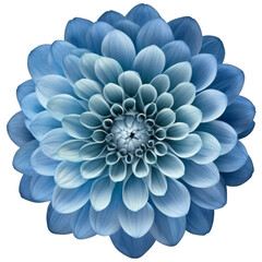Blue Dahlia Flower. Isolated on Transparent Background. generative ai