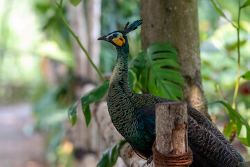 Obraz premium The green peafowl, Green Peacock, Pavo muticus is a peafowl species native to the tropical forests of Indonesia