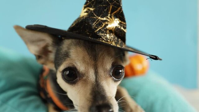 little funny dog in halloween costume close-up,happy halloween
