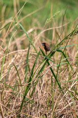 The scaly breasted munia or spotted munia perching on grass, Lonchura punctulata, known as nutmeg mannikin or spice finch, is a sparrow sized estrildid finch 