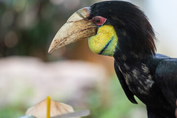 Close up of a female Rhyticeros undulatus bird, The wreathed hornbill is perching on a tree in Borneo forest