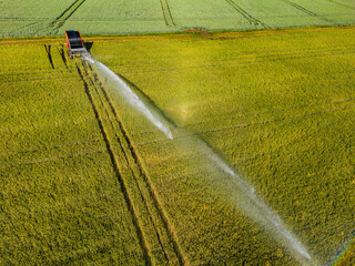 Aerial view of irrigation with sprinkler in agriculture for plants and grain
