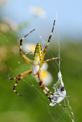 青空と草地を背景にクモの糸で獲物を簀巻きにするナガコガネグモ（マクロレンズ使用・自然光・接写写真）