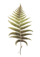 Detailed botanical drawing of a fern. Generative AI