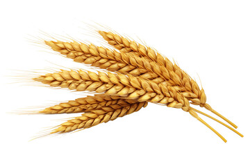 Horizontal wheat ears isolated on a white background with clipping path. Full Depth of field
