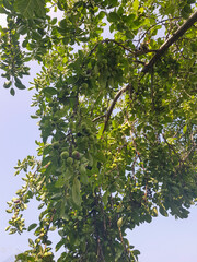 Fototapeta premium Plum tree filled with plums on its branches