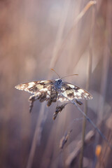 Motyl Polowiec szachownica (Melanargia galathea), letni poranek, polana z owadami © anettastar