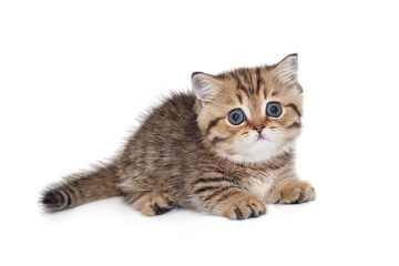 Small, striped Scottish kitten