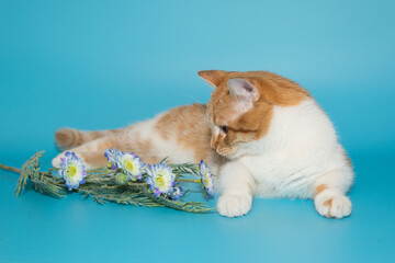 Beautiful red cat and a flower