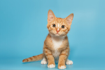Small and curious red kitten stares intently
