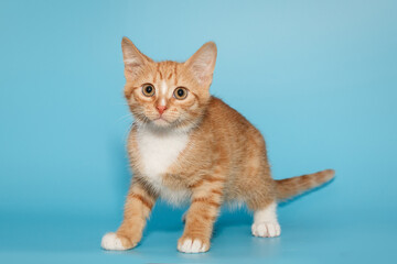 Small, mongrel, ginger kitten