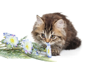 Funny, fluffy Scottish kitten lies and sniffs flowers