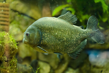 Underwater world, fish in the aquarium. Horizontal orientation.