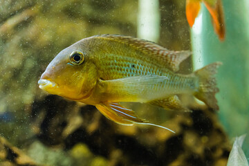 Obraz premium Fish in the aquarium, underwater world, corals.